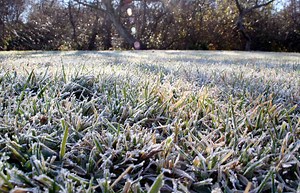 Should You Mow Your Lawn In The Winter?
