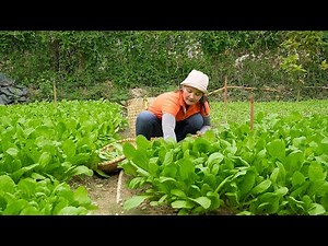 Harvesting & Selling Mustard Greens – Building a Bamboo Coop for Chickens & Ducks | Rustic Farm Girl