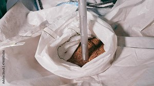 Grain Quality Inspection: Agricultural Sampling Process. An agricultural probe collects grain samples from a sack for quality testing in a farming quality control procedure