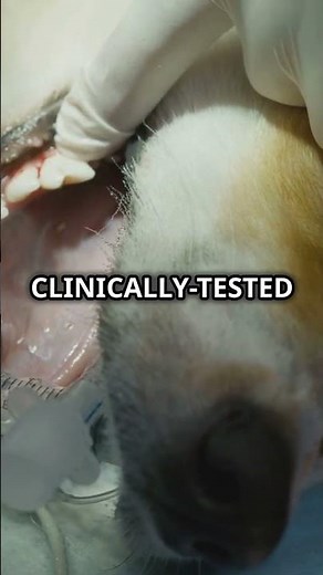 Removing Plaque To Prevent Gingivitis in Dogs - Gingivite.Pet