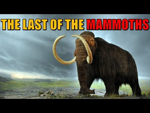 How the Woolly Mammoth Went Extinct?