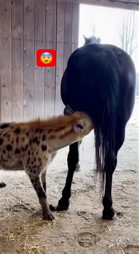 How will the horse handle the mischievous hyena that wandered into the stable? #hyena #animals