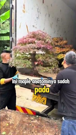 Maple Bonsai Nursery #bonsai #maple #redmaple #japanesemaple #maplenursery