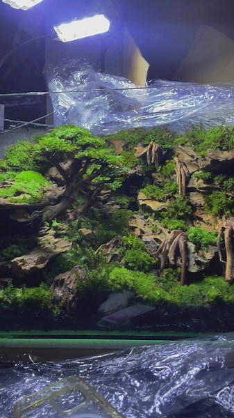 Exploring My Triangle Aquarium Terrarium Setup