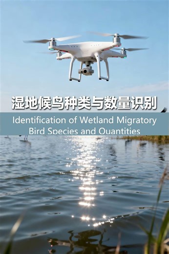 湿地候鸟种类与数量识别 Identification of Wetland Migratory Bird Species and Quantities #drone #ai
