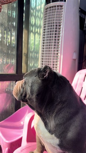 Exotic Bully Breeds: A Glimpse into Our Life