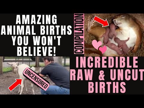 Amazing ANIMAL BIRTHS You Won't Believe RAW, UNCENSORED & UNCUT Incredible Animal Births Compilation