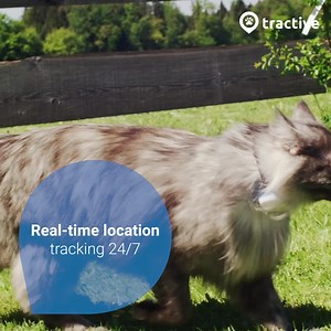 20% Off ✨ Get your Tractive GPS Today! All you need to keep an eye on your cat. All on one screen.  Track in real-time ️ See where they've been  Discover their favorite spots ➡️ https://bit.ly/3dTcNkL | Tractive | Facebook