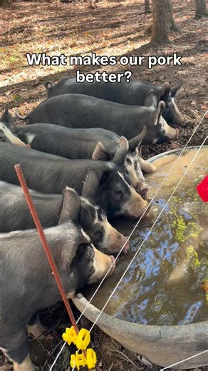 It’s incredibly hard to find pork this good, raised this well. These pigs have their bad day on December 29th and pork shares will be ready for your freezer the week of January 5th! We have pre-sold over half of our pork shares already, so let us know if you would like to reserve yours. We are excited to fill your freezer with the best pork we know of. . . . . . . #holisticmanagement #regenerativeagriculture #cornfree #soyfree #nongmo #forestraised #pastureraised #pasturepork #forestpork #berksh