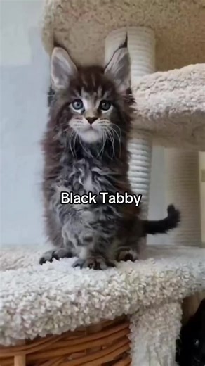 Black Tabby Maine Coon Cats: Adorable Companions
