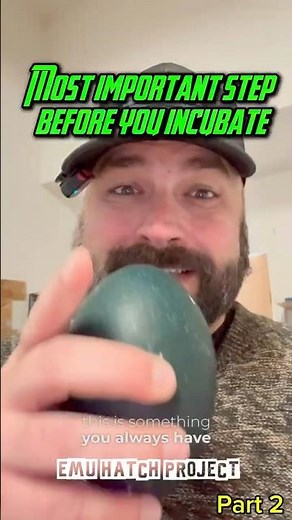 Emu Egg Incubation Setup (No Shortcuts) #emu #hatchingemu