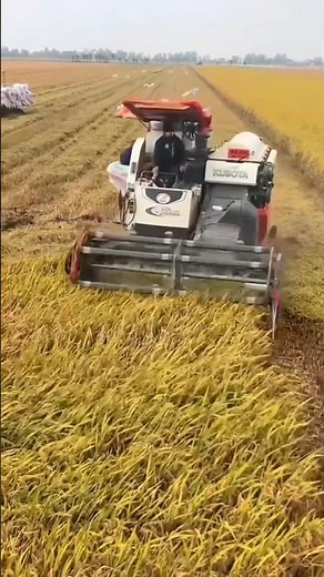 Harvesting Wheat Seedlings with Precision Machinery | AgroTech Unveiled