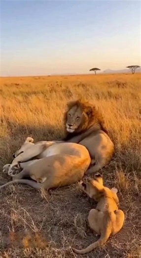 A.I.Comedy Shots🤣 (@a.i.comedy.shots)’s videos with original sound - Kafaym ✅💠 - Lavisaa