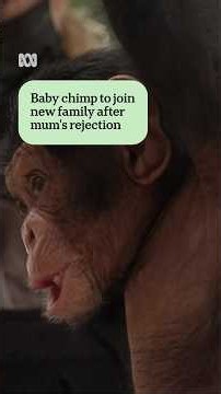 Baby chimp to join new family after mum's rejection | ABC NEWS