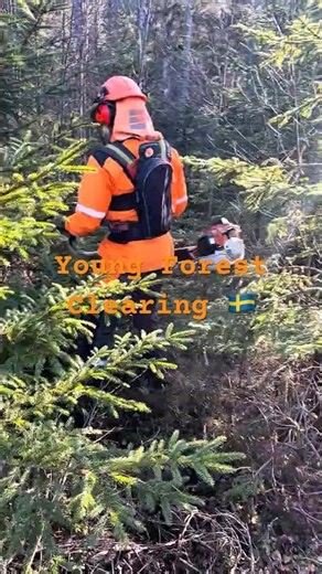 Young Forest Clearing in Sweden🇸🇪