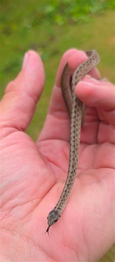 DeKay's brownsnake (Storeria dekayi) is a small, harmless, non-venomous snake common in North America, known for its brown to gray color, keeled scales, and a pattern of two rows of dark spots along a lighter central stripe. These secretive snakes are often found in moist environments like forests, parks, and gardens, where they feed on slugs, snails, and earthworms, and are active during the day but hide under logs, rocks, and debris. They are beneficial for controlling pest populations and are