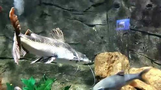 儿童海洋动物鱼视频