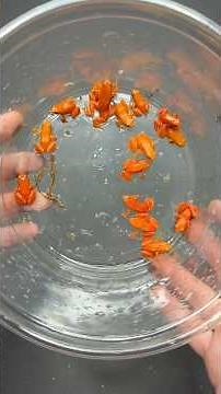 Building an enclosure to breed my endangered golden mantella frogs using a ​⁠@ZooMed terrarium!