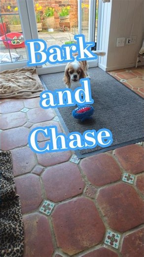 WEIRD BOY loves this toy #cavalierkingcharlesspaniel #chucklechums #chase #cavaliers #doglife #weird