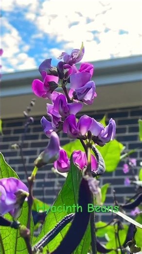 Hyacinth Bean – Beautiful, Productive, Almost No Maintenance!