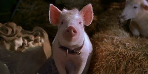 A Woman Decided To Breastfeed A Pig On Live TV, See The Crazy Clip