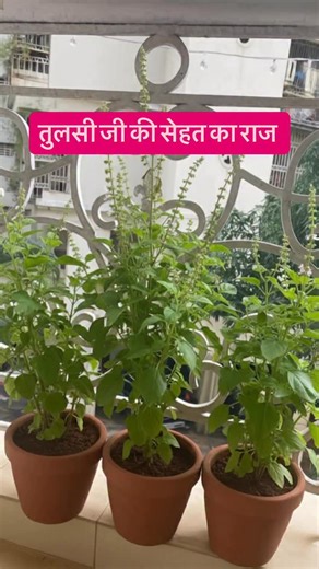 A2Z Garden Company on Instagram: "Nutripot humi hydrogel tablet 🌺 🪴 this tab gives complete nutrition to plants 🪴 it has hydrogel , humic acid and micronutrients 🪴 it can be used on all types of plants 🪴just insert one tab and water the plants Available at a2zgarden.com and Amazon #nutripot #tulsi #viralreels #humicacid #hydrogel #gardeningtips #gardencare #trendingreels #fertilizer #followers #balconygardening #terracegarden #greenvibes #tulsipooja #greenlover #reelítfeelit #fertilizer #vi