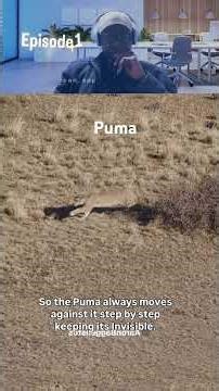 Puma hunt in the landscape of Patagonia