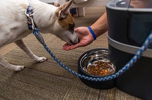 Keep your pet content and well-fed while you’re away with 10 automatic pet feeders