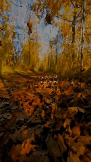 The Beauty of Autumn: A Serene Forest Experience