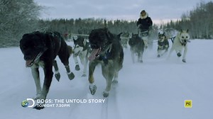 491 reactions · 68 shares | Dogs: The Untold Story premieres tonight at 7.30pm AEDT/NZ! This awesome new series explores the dog's life both in the wild, and in homes with humans, helping us to understand them better than ever before. | Discovery Channel Australia | Facebook