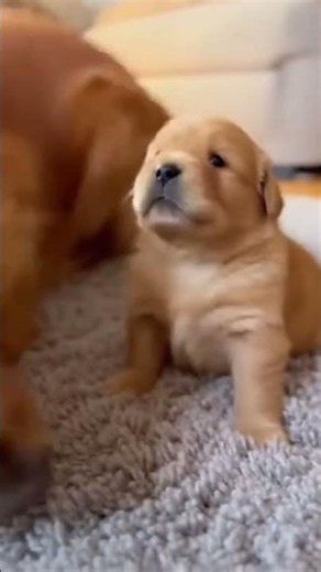 Sad puppy howl and Mom's deep love 🥺❤️ #shorts