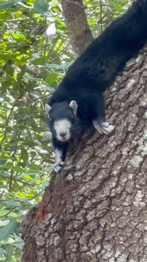 Black fox 🦊 squirrel 🐿️ first time for me . #foxsquirrels #blacksquirrel #wildife #florida