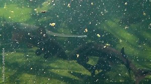 Various freshwater fish species in a pond underwater: American paddlefish (Polyodon spathula), grass carp (Ctenopharyngodon idella), Siberian sturgeon (Acipenser baerii), tench (Tinca tinca)