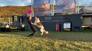 We try new things. Tesla surprises me every time, she’s so amazing ❤️ #dogtricks #dogtrainer #discdog #frisbeedog #dog #dogtraining @The Canine Stars