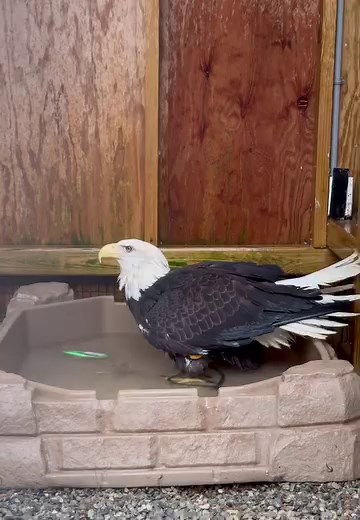 69K views · 8.2K reactions | When Mother Nature gives you a 45 F day in February, first stop with animal care is taking out the ice block and giving Aurora some fresh water in her pool. She LOVES to take a bath! She spent 35 minutes bathing then perched in the sun on her perch to dry off. We love when she can have her pool and not just her water bowl to enjoy. ❤️ THINK SPRING! Then she gets to have her pool EVERY DAY! 礪 | Christine's Critters Inc. | Facebook