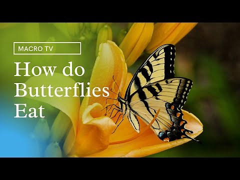How Do Butterflies Eat.