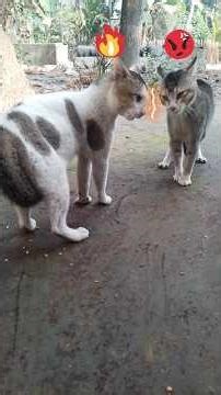 My Cat vs Neighbor’s Cat | Funny Cat Fight Moment 🐱😂#catvideo #fighting #cat #shorts