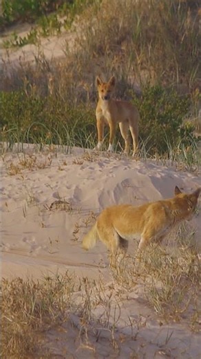 Alpha leaves her cautious pup to explore the dunes. #savethedingo #dingo