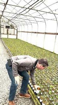 Skip Laurel 1qt in the Greenhouse