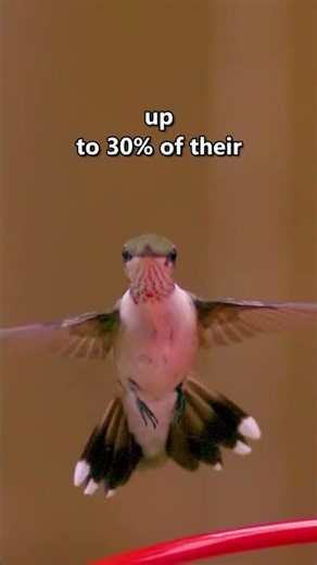 The Hummingbird Is the Only Bird That Can Fly in Every Direction