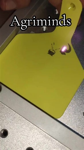 Cow Ear Tags and Lazer Printing Available Customize Your Tags According to your Needs #Eartags #ETags #Foryou #fyp #fyppppppppppppppppppppppp #trending #trendingpost #Livestock #FeexPremixes #feed #dairy