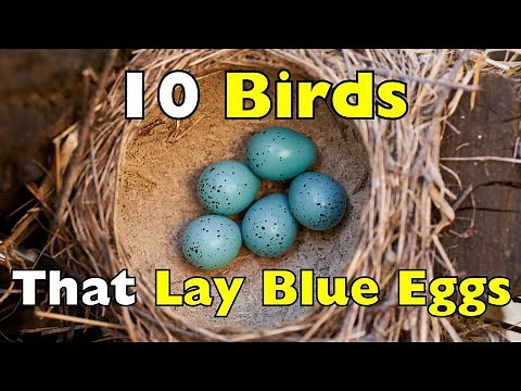Why Are Some Bird Eggs BLUE? These 10 Birds Explain It [ID1019]