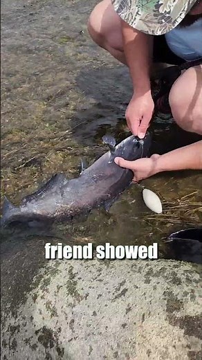 River Fishing Tips: How To Catch Flathead, Blue & Channel Catfish: FATKAT Best Catfishing Rigs!