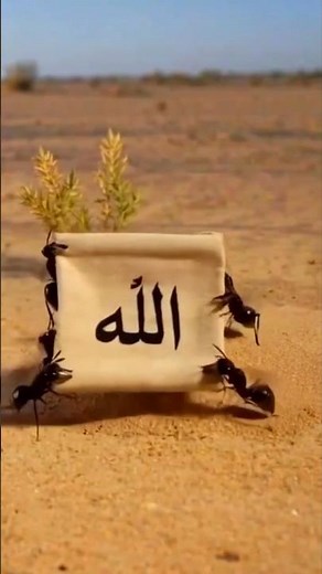 Ants Carry and Bury a Fish Skeleton 🐜 | Ultra Realistic Desert Story | ‘Allah’ Ending. #Ants