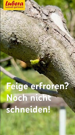 Fig tree frozen? Don't prune yet!
