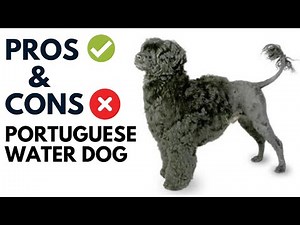 Portuguese Water Dog Breed Pros and Cons | Portuguese Water Dog Advantages and Disadvantages