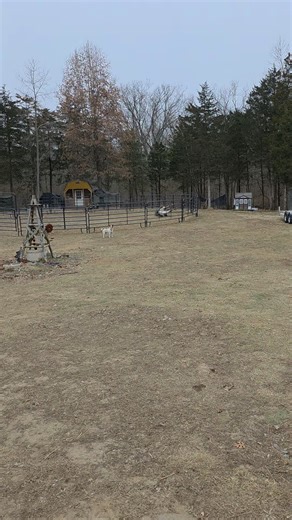 LEAD SLED RACING (@lead_sled_racing)’s videos with A few moments later funny sound (educational classroom music for kids and toddlers, early childhood development, kindergarten, Montessori learning, nursery) - The Bimpoes