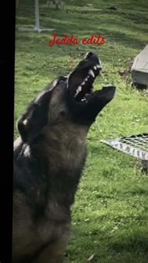 Sigma edit jedda. #music #dothingsyoudontwanttodo #art