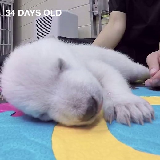12M views · 20K reactions | A young polar bear cub filmed over the first 83 days of her life  Columbus Zoo and Aquarium | LADbible | Facebook