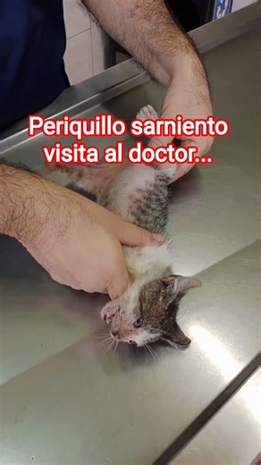 #acapulco #humor #rebelcat #lalaja #catrescue